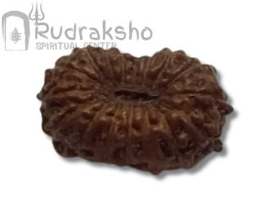 17 Mukhi Rudraksha from Indonesia